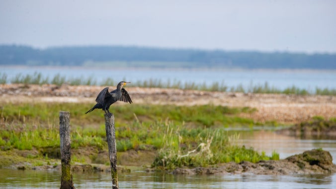 A cormorant with its wings spread perches on a wooden post protruding from the water, with a grassy sandbank behind it, at Newtown National Nature Reserve, Isle of Wight